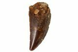 Serrated, Raptor Tooth - Real Dinosaur Tooth #101794-1
